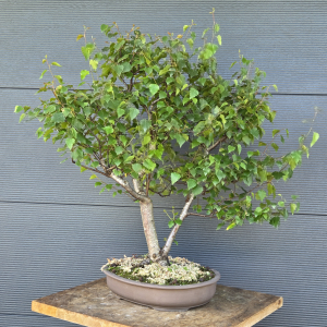 Birke - Betula pendula